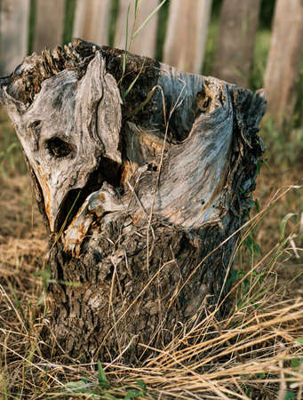 An old rotten stamp. Forestryの写真素材