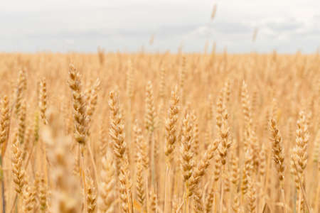 Ripe wheat ears in a wheat field