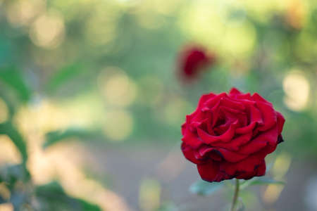 Close-up red rose on a green background. postcard, greetings. Space for textの写真素材