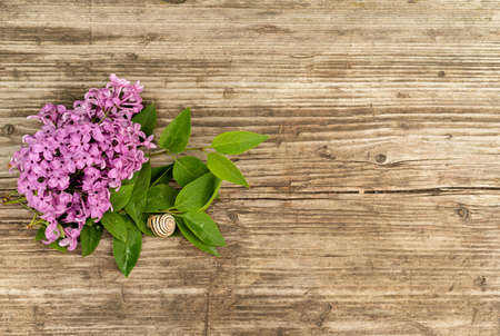Purple lilac branches with green leaves and a snail on textured wooden background. natural floral...