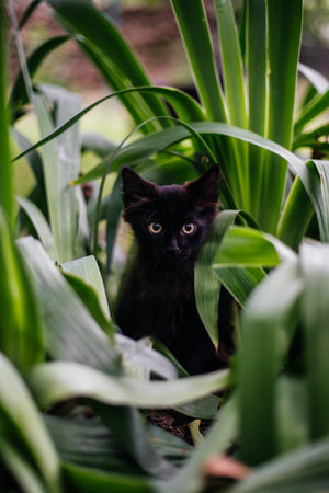 Portrait of a small black cat in green foliage in close-up. Looking into the cameraの写真素材
