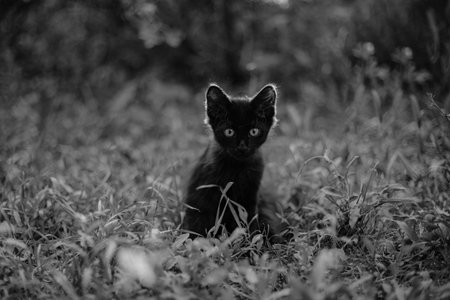 Captivating black and white portrait of a tiny kitten gazing directly into the camera, showing casing innocence and curiosityの写真素材