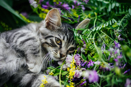Small gray striped kitten among purple and yellow wildflowers. The flowers are in full bloom and the foliage is juicy.の写真素材