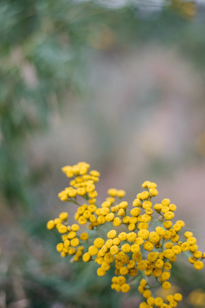 Tansy. Beautiful yellow flower on a green background with a place for textの写真素材
