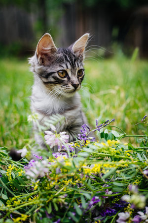 A gray striped kitten is sitting in the tall green grass, surrounded by a bed of small purple and yellow wildflowers.の写真素材