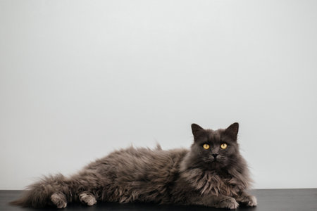 A fluffy gray cat lies and looks up. On a white background. Copy space