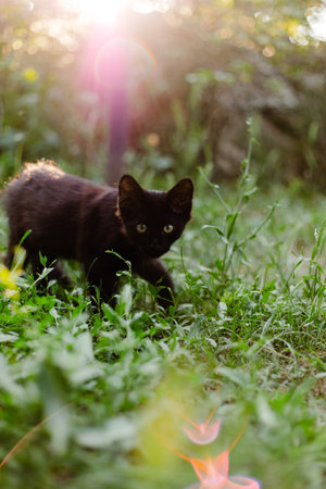 A black kitten exploring in a grassy garden with sunlight streaming from behind. Concept of nature, curiosity, and adventureの写真素材