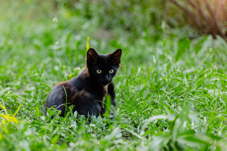 A black cat with bright eyes sitting on lush green grass in a garden. Photorealistic style. Nature and pet concept captured in a natural settingの写真素材