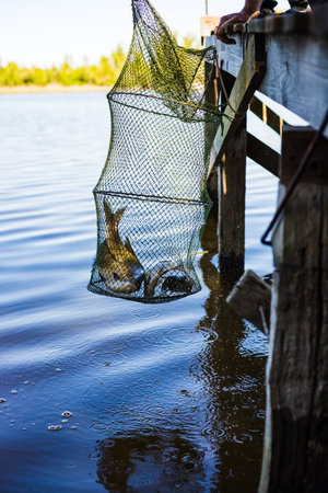 Person holds up a net full of fish, freshly caught from the calm, blue water near a wooden dock.の写真素材