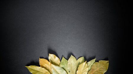 Aromatic laurel bay leaves isoalted on dark black background. Copy space for text. Cooking concept