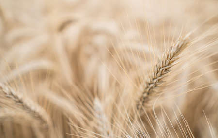 Close-up of wheat. Dry ear of wheat. Macro shot - selective focus. Small depth of fieldの写真素材