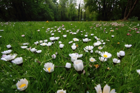 Wild flowers in Munich, Germanyの写真素材