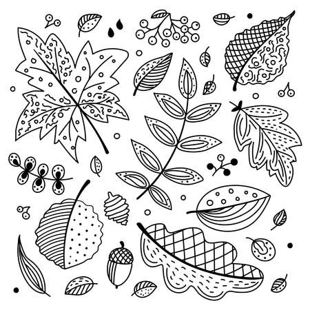 Autumn vector set with leaves, cones and acorns. Decorative leaves of oak, maple, mountain ash, aspen, birch. Doodle style, black and white. Fall seasonal decor. Detailed forest botanical elements.のイラスト素材