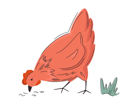 Vector chicken illustration. Colorful farm hen isolated on white. Hand drawn poultry. Bright, organic design for local farm, urban homesteading, fresh food, and countryside life.のイラスト素材
