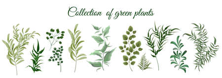 Collection of green plants. Elements for design. Vector plants.のイラスト素材
