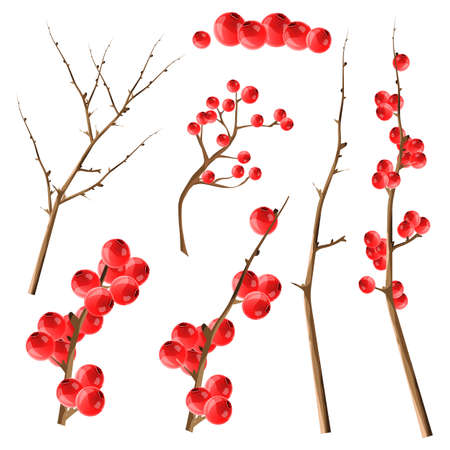Vector collection of tree branches and cranberries. Set for Christmas design. All elements are isolated.のイラスト素材
