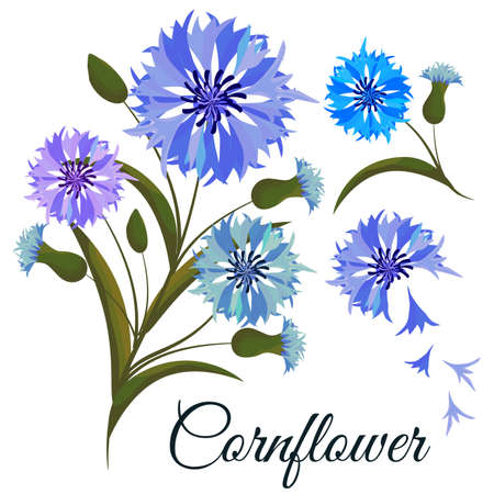 Vector illustration. Branch cornflowers. Design element. All elements are isolated.のイラスト素材