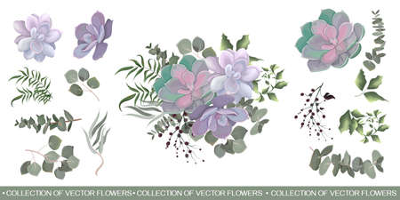 Composition of succulents and plants. Plants and leaves isolated on white background. Set of greenery and foliage.のイラスト素材