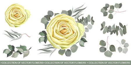 Compositions of white roses, green plants and leaves, eucalyptus. All elements are isolated on a white background.のイラスト素材