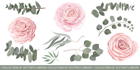Vector Floral Set. Pink roses, eucalyptus sprigs, seaweed, green leaves and plants. Flowers and plants on white background.のイラスト素材