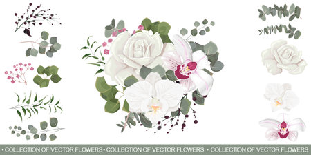 Vector floral compositions. White orchids, white roses, gypsophila, berries, eucalyptus, green plants and leaves. All elements are isolated.のイラスト素材