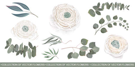 Vector flower set. White roses, ranunculus, eucalyptus, green leaves and plants. Flowers and plants on a white background.のイラスト素材