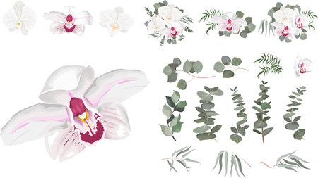 Vector Floral Set. White orchid, eucalyptus sprigs, seaweed, green leaves and plants. Flowers and plants on white background.のイラスト素材