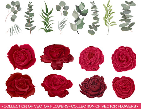 Vector set of flowers and herbs. Red roses, various plants, leaves, grass. Collection of greenery, eucalyptus.のイラスト素材