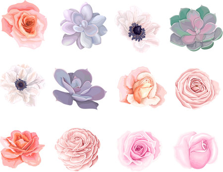 Vector set of a variety of colors. Pink roses, white anemones, succulents, ranunculus. Flowers in delicate colors on white backgroundのイラスト素材