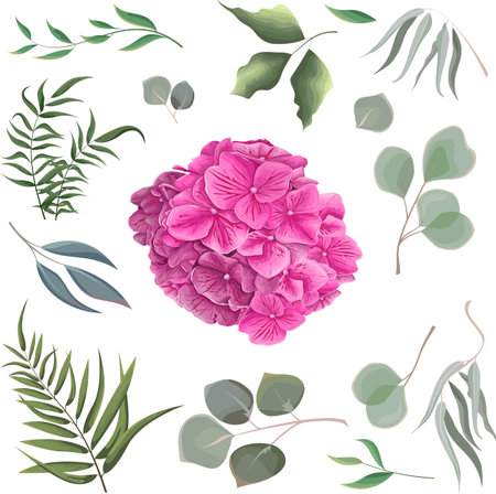 Vector grass and flower set. Eucalyptus, different plants and leaves, pink hydrangeaのイラスト素材