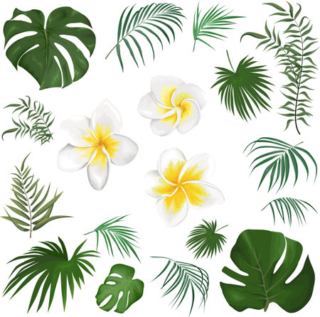 Large vector set of tropical plants and flowers on a white background. Frangipani, palm leaves and other tropical plants. Vector illustrationのイラスト素材