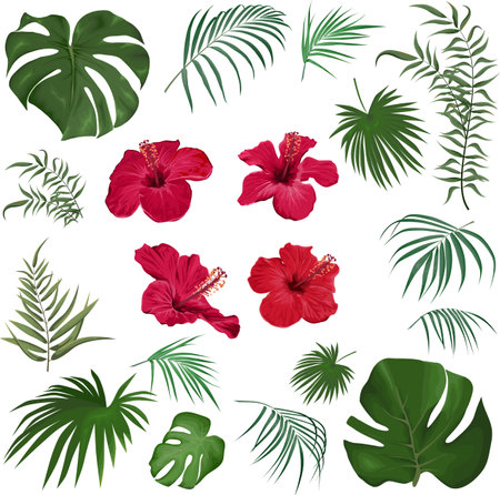 Large vector set of tropical plants and flowers on a white background. Red hibiscus, palm leaves and other tropical plants. . Vector illustrationのイラスト素材