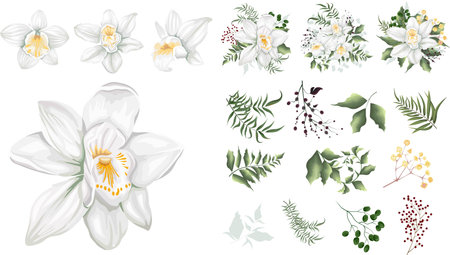 Large vector floral set. Separate flowers of white orchids isolated on white background. Plants, leaves and berries. Compositions of flowers, plants and berries. Set of elements for wedding design . Vector illustrationのイラスト素材