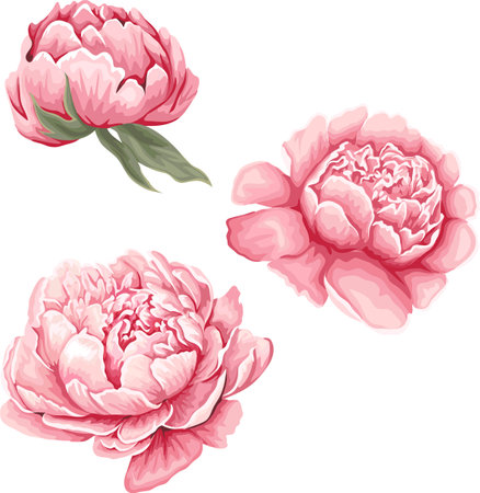 Vector flowers on white background. Pink flowers of peonies. Watercolor style . Vector illustrationのイラスト素材