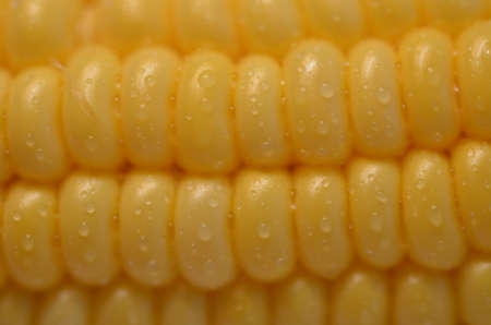 big cornの写真素材