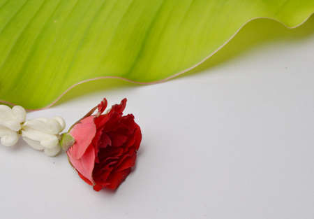 rose の写真素材