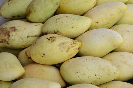 mangoの写真素材