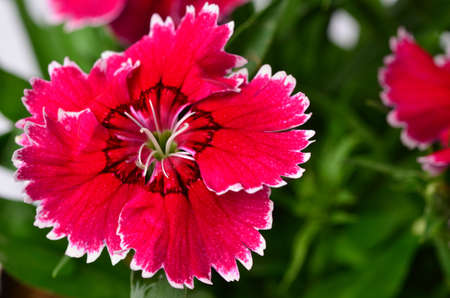 petal of flowerの写真素材