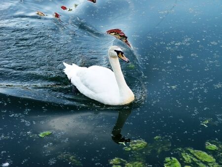 swanの写真素材