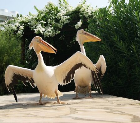 pelicanの写真素材