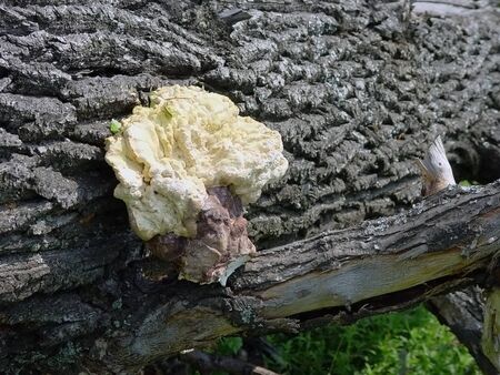 mushroomsの写真素材