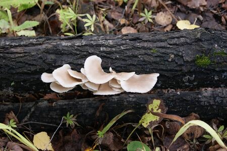 mushroomsの写真素材