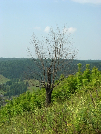 the beauty of natureの写真素材