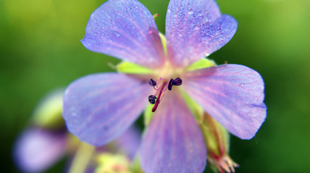 flower macroの写真素材
