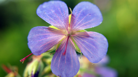 flower macroの写真素材