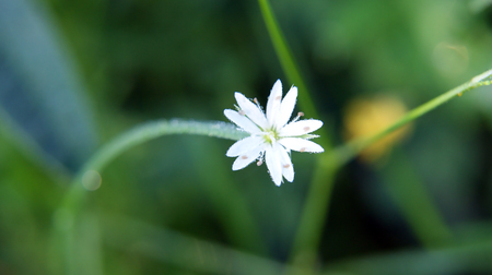 flower macroの写真素材
