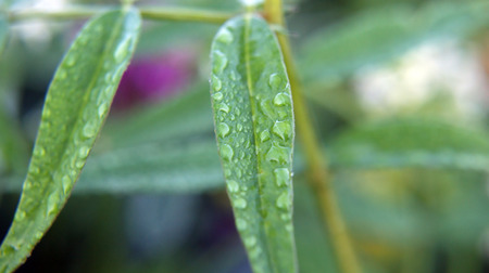 Dew on the sheetの写真素材