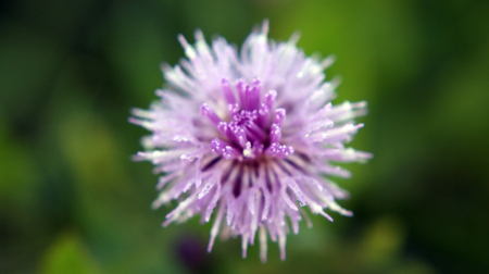flower macroの写真素材