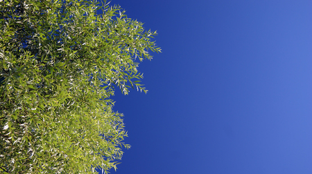 sky treeの写真素材