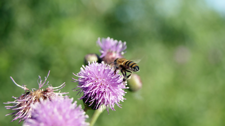bee on flowerの写真素材